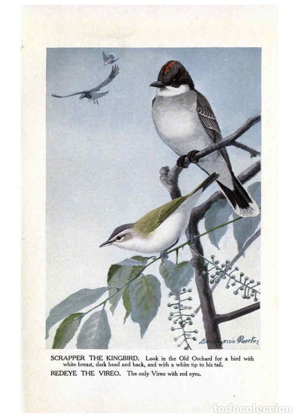 Collezionismo di Riviste e Giornali: Reproducci&oacute;n/Reproduction 6243812160: The Burgess bird book for children Boston :Little, Brown, and