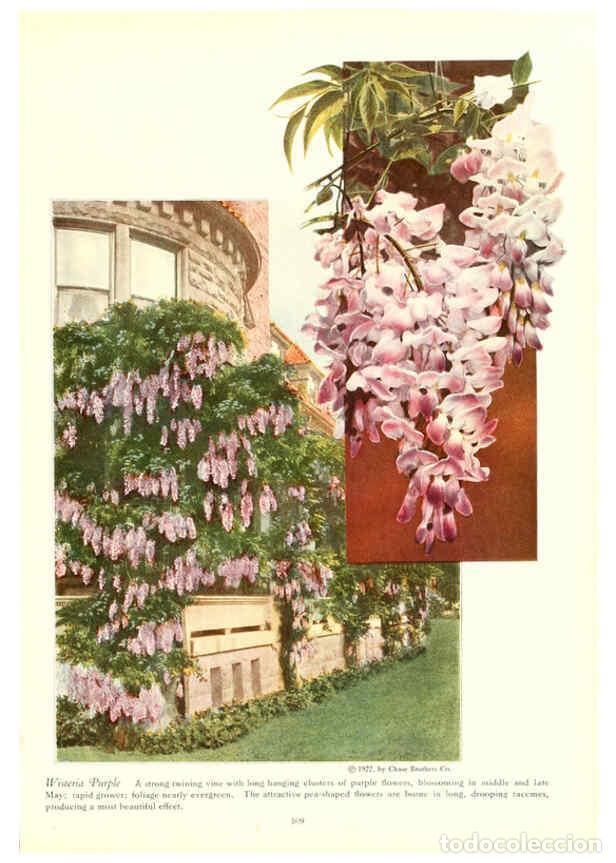 Collezionismo di Riviste e Giornali: Reproducci&oacute;n/Reproduction 6237573864: Chase fruit and flowers in natural colors Rochester, N.Y.,Chas