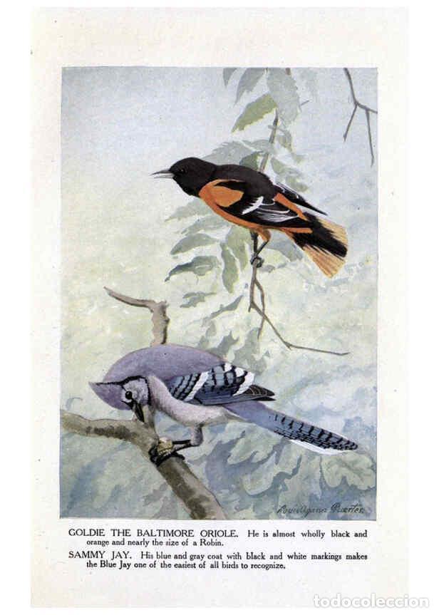 Collezionismo di Riviste e Giornali: Reproducci&oacute;n/Reproduction 6243296855: The Burgess bird book for children Boston :Little, Brown, and