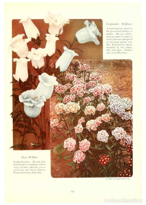 Collezionismo di Riviste e Giornali: Reproducci&oacute;n/Reproduction 6237574826: Chase fruit and flowers in natural colors Rochester, N.Y.,Chas