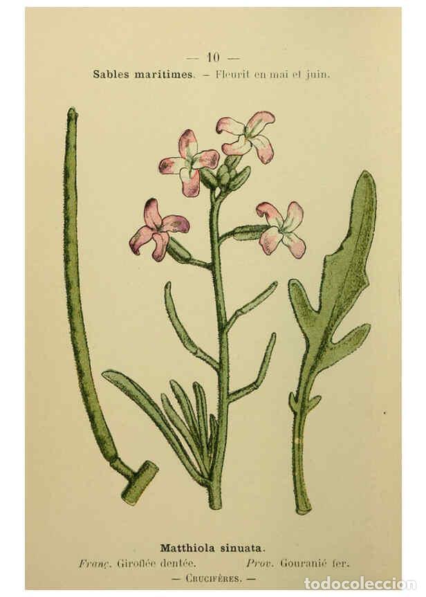 Collezionismo di Riviste e Giornali: Reproducci&oacute;n/Reproduction 6243931927: Flore colori&eacute;e de poche du littoral m&eacute;diterran&eacute;en de G&ecirc;nes &agrave; B