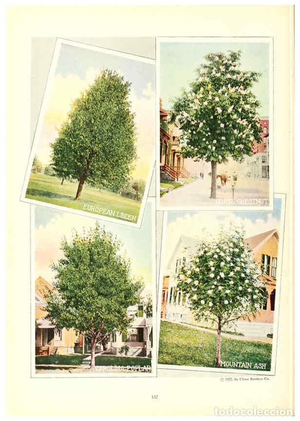 Collezionismo di Riviste e Giornali: Reproducci&oacute;n/Reproduction 6237054773: Chase fruit and flowers in natural colors Rochester, N.Y.,Chas