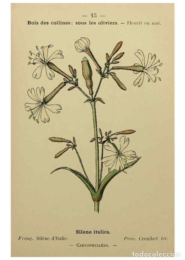 Collezionismo di Riviste e Giornali: Reproducci&oacute;n/Reproduction 6244450970: Flore colori&eacute;e de poche du littoral m&eacute;diterran&eacute;en de G&ecirc;nes &agrave; B