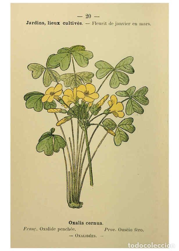 Collezionismo di Riviste e Giornali: Reproducci&oacute;n/Reproduction 6244452142: Flore colori&eacute;e de poche du littoral m&eacute;diterran&eacute;en de G&ecirc;nes &agrave; B