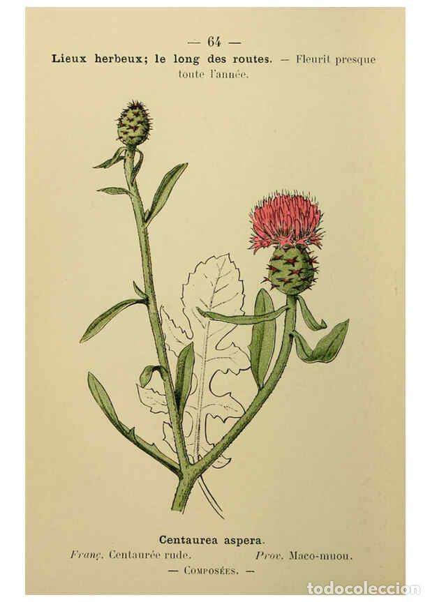 Collezionismo di Riviste e Giornali: Reproducci&oacute;n/Reproduction 6243944483: Flore colori&eacute;e de poche du littoral m&eacute;diterran&eacute;en de G&ecirc;nes &agrave; B