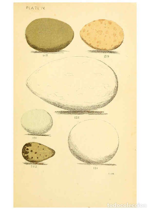 Collezionismo di Riviste e Giornali: Reproducci&oacute;n/Reproduction 6237600414: Eggs of North American birds Boston,De Wolfe, Fiske & co.,1890