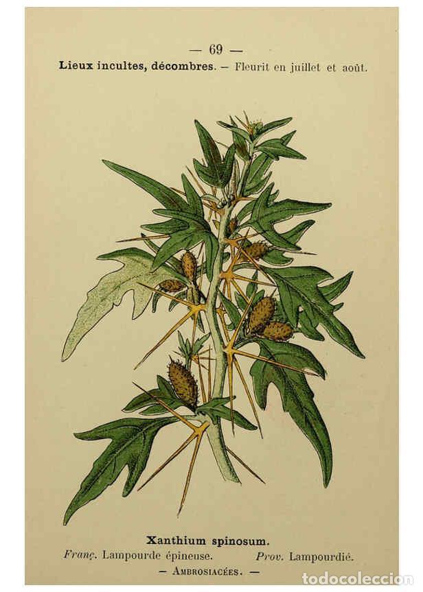 Collezionismo di Riviste e Giornali: Reproducci&oacute;n/Reproduction 6243945673: Flore colori&eacute;e de poche du littoral m&eacute;diterran&eacute;en de G&ecirc;nes &agrave; B