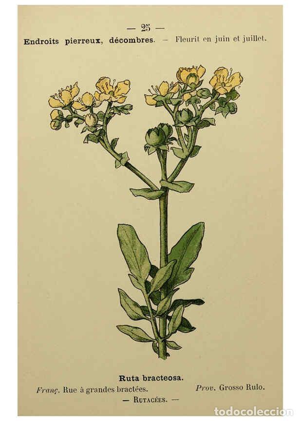 Collezionismo di Riviste e Giornali: Reproducci&oacute;n/Reproduction 6244453244: Flore colori&eacute;e de poche du littoral m&eacute;diterran&eacute;en de G&ecirc;nes &agrave; B