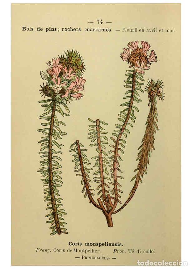 Collezionismo di Riviste e Giornali: Reproducci&oacute;n/Reproduction 6244464610: Flore colori&eacute;e de poche du littoral m&eacute;diterran&eacute;en de G&ecirc;nes &agrave; B