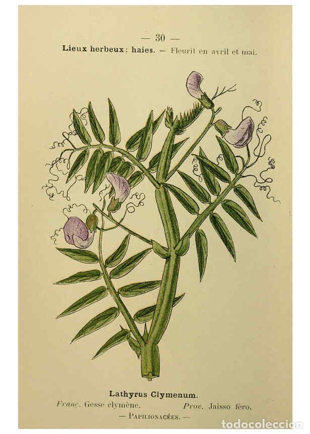 Collezionismo di Riviste e Giornali: Reproducci&oacute;n/Reproduction 6243936523: Flore colori&eacute;e de poche du littoral m&eacute;diterran&eacute;en de G&ecirc;nes &agrave; B