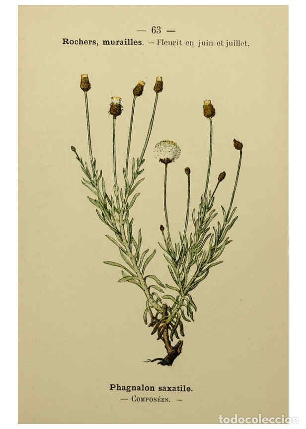 Collezionismo di Riviste e Giornali: Reproducci&oacute;n/Reproduction 6243944295: Flore colori&eacute;e de poche du littoral m&eacute;diterran&eacute;en de G&ecirc;nes &agrave; B
