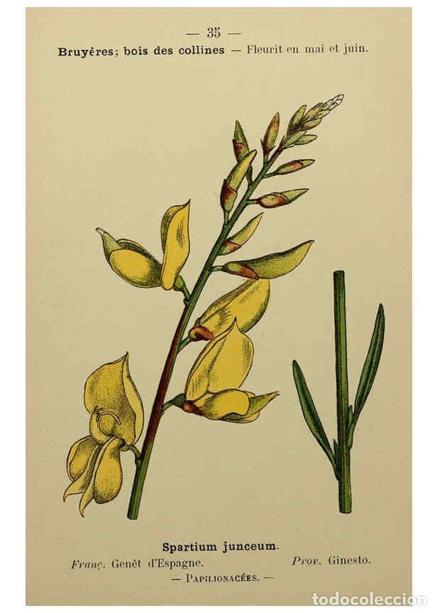 Collezionismo di Riviste e Giornali: Reproducci&oacute;n/Reproduction 6243937565: Flore colori&eacute;e de poche du littoral m&eacute;diterran&eacute;en de G&ecirc;nes &agrave; B