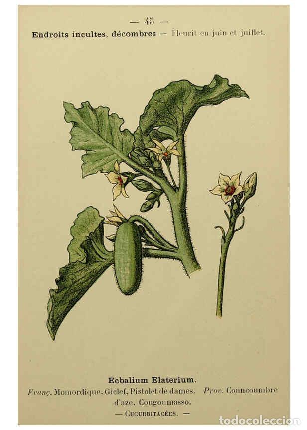 Collezionismo di Riviste e Giornali: Reproducci&oacute;n/Reproduction 6244457934: Flore colori&eacute;e de poche du littoral m&eacute;diterran&eacute;en de G&ecirc;nes &agrave; B