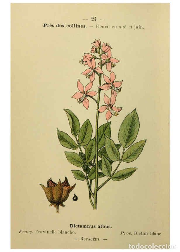 Collezionismo di Riviste e Giornali: Reproducci&oacute;n/Reproduction 6243935185: Flore colori&eacute;e de poche du littoral m&eacute;diterran&eacute;en de G&ecirc;nes &agrave; B