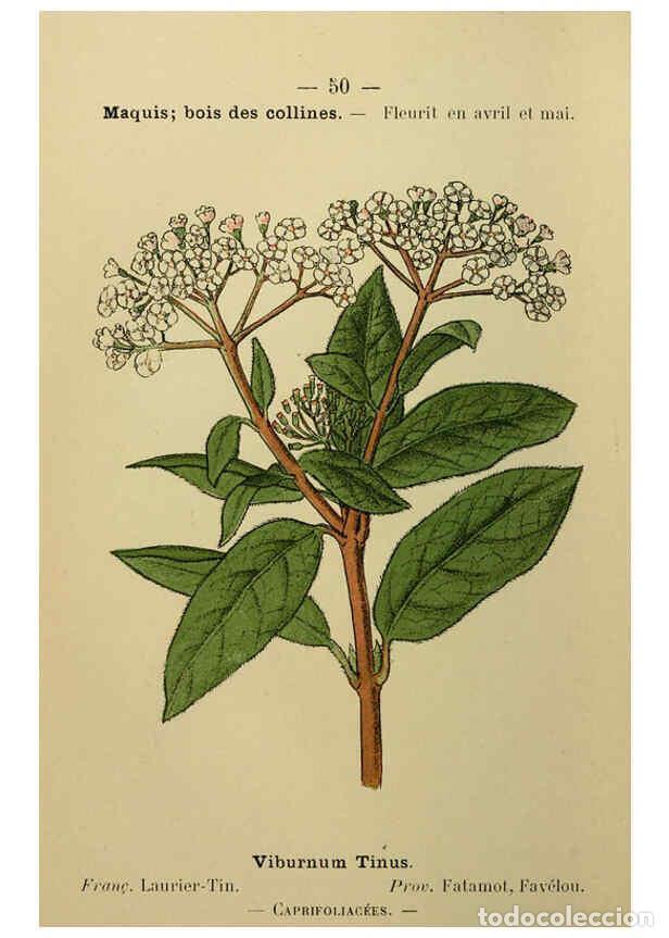 Collezionismo di Riviste e Giornali: Reproducci&oacute;n/Reproduction 6243941225: Flore colori&eacute;e de poche du littoral m&eacute;diterran&eacute;en de G&ecirc;nes &agrave; B