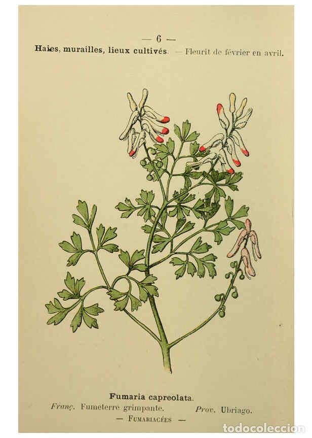 Collezionismo di Riviste e Giornali: Reproducci&oacute;n/Reproduction 6244448996: Flore colori&eacute;e de poche du littoral m&eacute;diterran&eacute;en de G&ecirc;nes &agrave; B