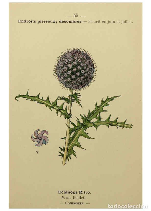 Collezionismo di Riviste e Giornali: Reproducci&oacute;n/Reproduction 6244460128: Flore colori&eacute;e de poche du littoral m&eacute;diterran&eacute;en de G&ecirc;nes &agrave; B