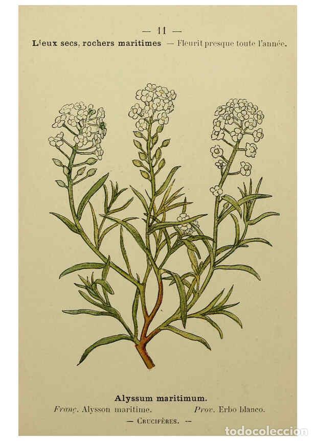 Collezionismo di Riviste e Giornali: Reproducci&oacute;n/Reproduction 6243932111: Flore colori&eacute;e de poche du littoral m&eacute;diterran&eacute;en de G&ecirc;nes &agrave; B