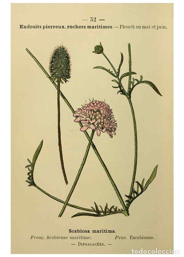 Collezionismo di Riviste e Giornali: Reproducci&oacute;n/Reproduction 6244459358: Flore colori&eacute;e de poche du littoral m&eacute;diterran&eacute;en de G&ecirc;nes &agrave; B