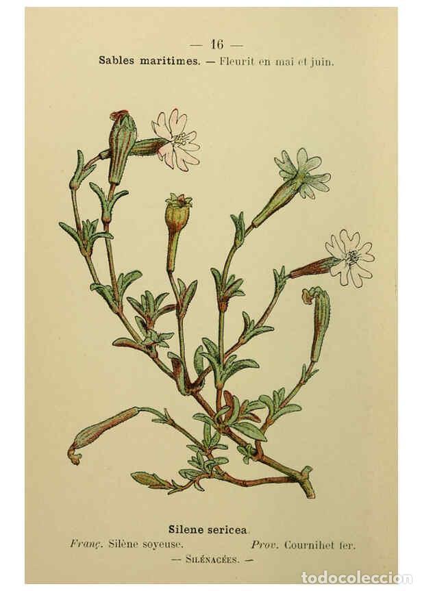 Collezionismo di Riviste e Giornali: Reproducci&oacute;n/Reproduction 6244451180: Flore colori&eacute;e de poche du littoral m&eacute;diterran&eacute;en de G&ecirc;nes &agrave; B