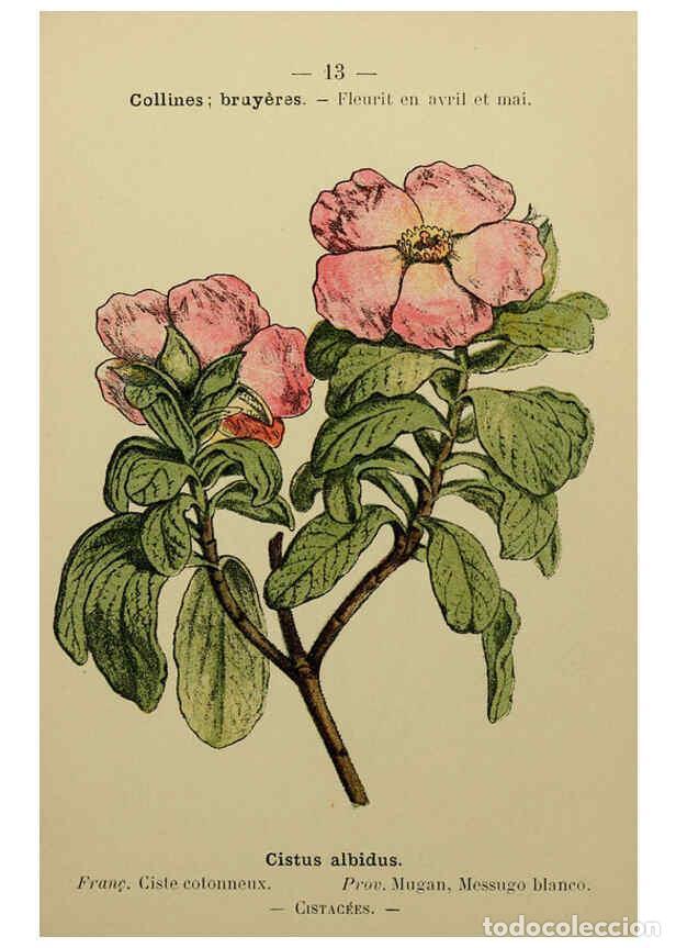 Collezionismo di Riviste e Giornali: Reproducci&oacute;n/Reproduction 6244450526: Flore colori&eacute;e de poche du littoral m&eacute;diterran&eacute;en de G&ecirc;nes &agrave; B