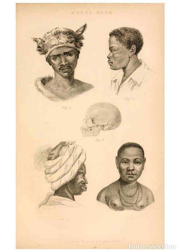 Collezionismo di Riviste e Giornali: Reproducci&oacute;n/Reproduction 6243494585: The animal kingdom, arranged after its organization London,W.