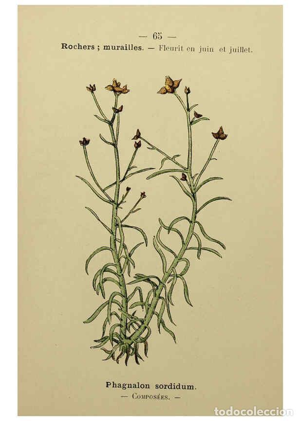 Collezionismo di Riviste e Giornali: Reproducci&oacute;n/Reproduction 6244462590: Flore colori&eacute;e de poche du littoral m&eacute;diterran&eacute;en de G&ecirc;nes &agrave; B