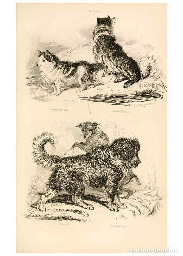 Collezionismo di Riviste e Giornali: Reproducci&oacute;n/Reproduction 6243497823: The animal kingdom, arranged after its organization London,W.