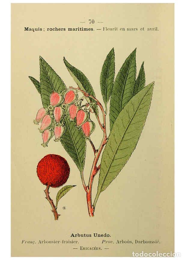 Collezionismo di Riviste e Giornali: Reproducci&oacute;n/Reproduction 6243945885: Flore colori&eacute;e de poche du littoral m&eacute;diterran&eacute;en de G&ecirc;nes &agrave; B