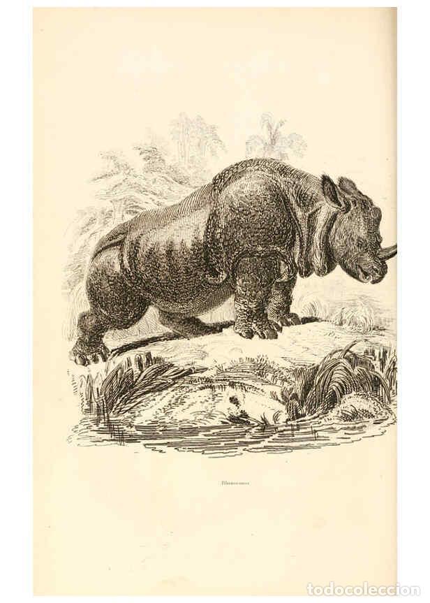 Collezionismo di Riviste e Giornali: Reproducci&oacute;n/Reproduction 6243499423: The animal kingdom, arranged after its organization London,W.