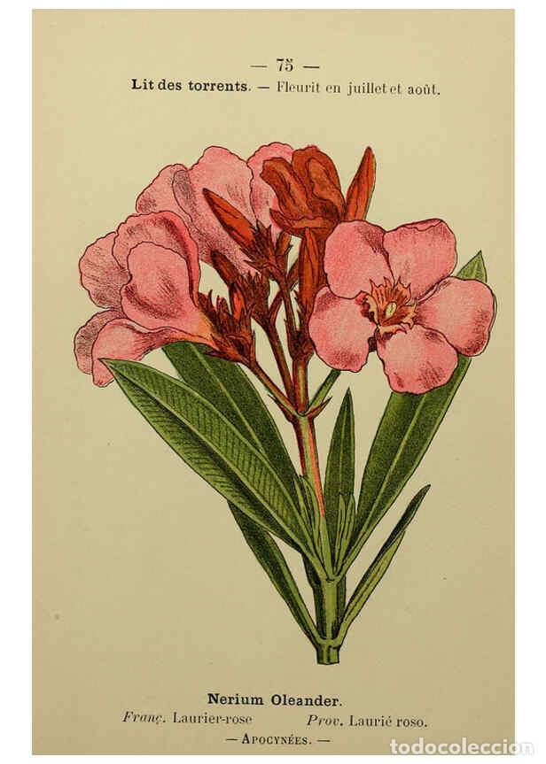 Collezionismo di Riviste e Giornali: Reproducci&oacute;n/Reproduction 6243946989: Flore colori&eacute;e de poche du littoral m&eacute;diterran&eacute;en de G&ecirc;nes &agrave; B