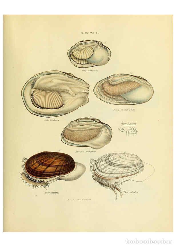 Collezionismo di Riviste e Giornali: Reproducci&oacute;n/Reproduction 6243968762: Transactions of the American Philosophical Society. v.6. Phila