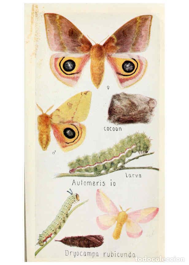 Coleccionismo de Revistas y Peri&oacute;dicos: Reproducci&oacute;n/Reproduction 6244369090: Field book of insects New York,G.P. Putnam's sons,1918 - Frank