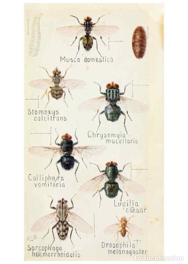 Collection Magazines and Newspapers: Reproducci&oacute;n/Reproduction 6244370204: Field book of insects New York,G.P. Putnam's sons,1918 - Frank
