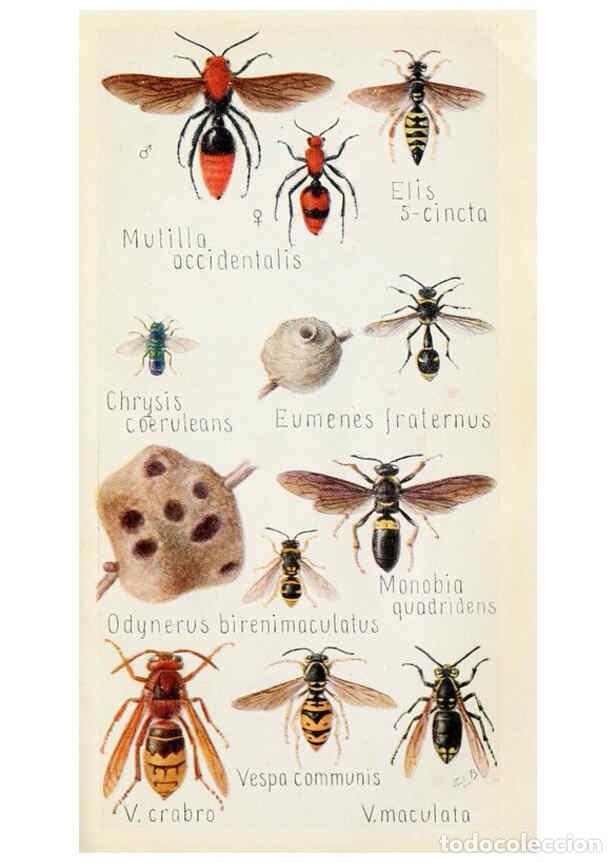 Colecionismo de Revistas e Jornais: Reproducci&oacute;n/Reproduction 6244371650: Field book of insects New York,G.P. Putnam's sons,1918 - Frank