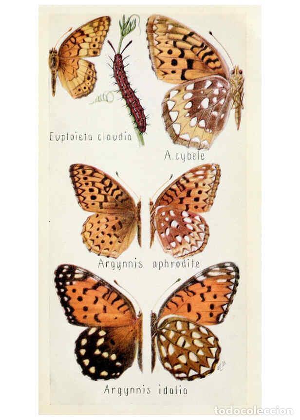 Collection Magazines and Newspapers: Reproducci&oacute;n/Reproduction 6244367572: Field book of insects New York,G.P. Putnam's sons,1918 - Frank