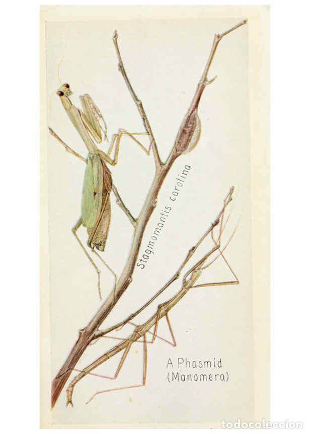 Collectionnisme de Revues et Journaux: Reproducci&oacute;n/Reproduction 6244366450: Field book of insects New York,G.P. Putnam's sons,1918 - Frank