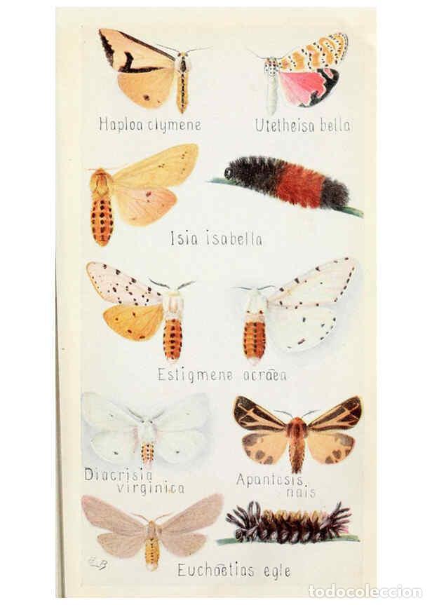 Sammeln von Zeitschriften und Zeitungen: Reproducci&oacute;n/Reproduction 6243851463: Field book of insects New York,G.P. Putnam's sons,1918 - Frank