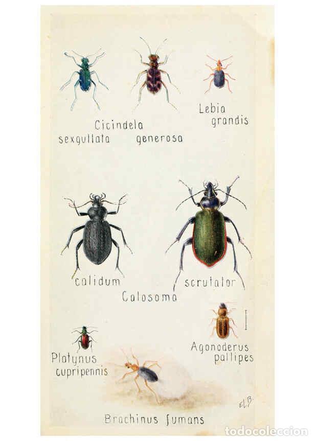 Collectionnisme de Revues et Journaux: Reproducci&oacute;n/Reproduction 6243852951: Field book of insects New York,G.P. Putnam's sons,1918 - Frank