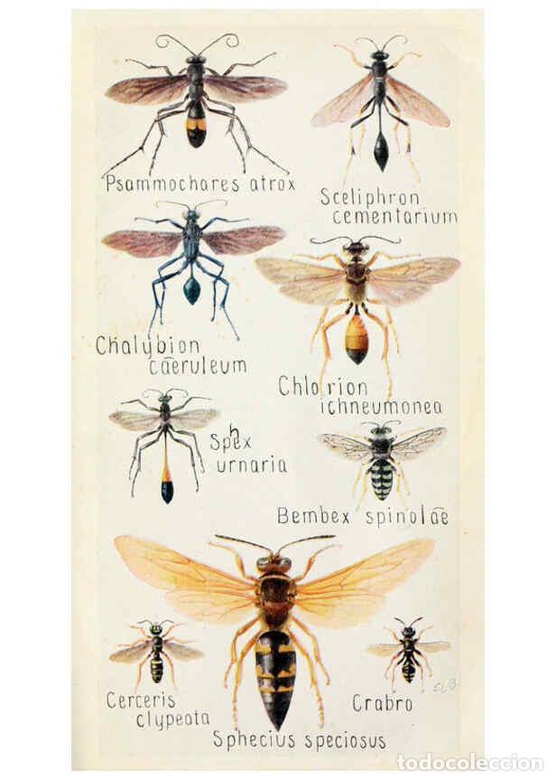 Sammeln von Zeitschriften und Zeitungen: Reproducci&oacute;n/Reproduction 6243854187: Field book of insects New York,G.P. Putnam's sons,1918 - Frank