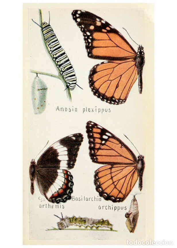Collection Magazines and Newspapers: Reproducci&oacute;n/Reproduction 6244367298: Field book of insects New York,G.P. Putnam's sons,1918 - Frank