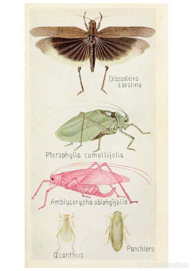 Sammeln von Zeitschriften und Zeitungen: Reproducci&oacute;n/Reproduction 6244366674: Field book of insects New York,G.P. Putnam's sons,1918 - Frank