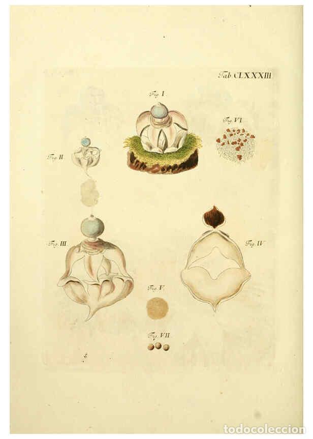 Coleccionismo de Revistas y Peri&oacute;dicos: Reproducci&oacute;n/Reproduction 6256927545: Fungorum qui in Bavaria et Palatinatu circa Ratisbonam nascunt