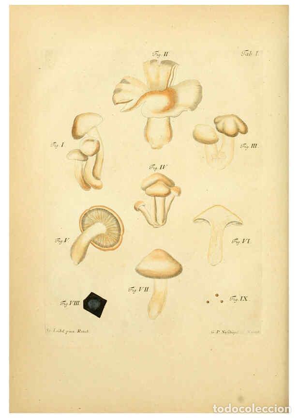 Coleccionismo de Revistas y Peri&oacute;dicos: Reproducci&oacute;n/Reproduction 6257423688: Fungorum qui in Bavaria et Palatinatu circa Ratisbonam nascunt