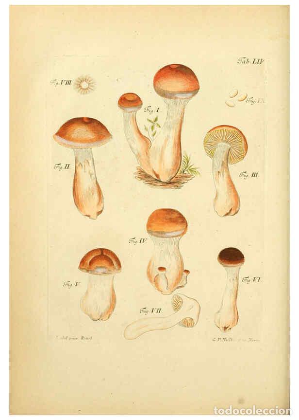 Coleccionismo de Revistas y Peri&oacute;dicos: Reproducci&oacute;n/Reproduction 6256895213: Fungorum qui in Bavaria et Palatinatu circa Ratisbonam nascunt