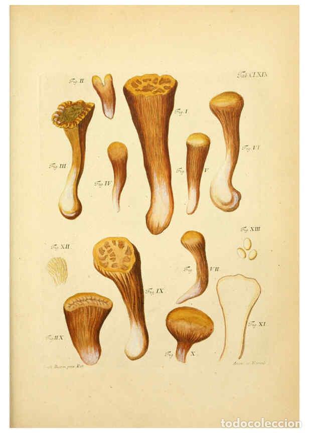 Coleccionismo de Revistas y Peri&oacute;dicos: Reproducci&oacute;n/Reproduction 6256924129: Fungorum qui in Bavaria et Palatinatu circa Ratisbonam nascunt
