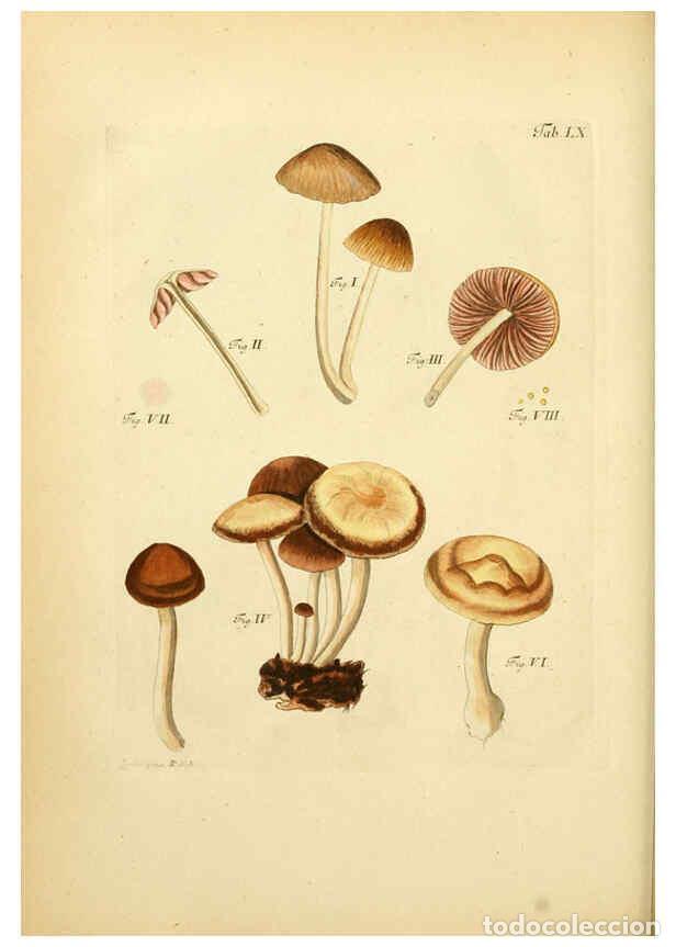 Coleccionismo de Revistas y Peri&oacute;dicos: Reproducci&oacute;n/Reproduction 6256896789: Fungorum qui in Bavaria et Palatinatu circa Ratisbonam nascunt