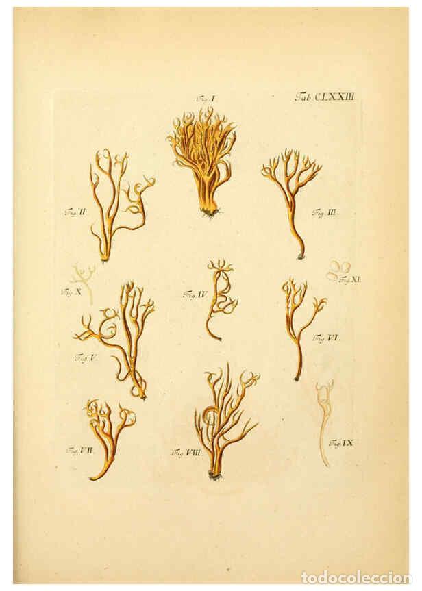 Coleccionismo de Revistas y Peri&oacute;dicos: Reproducci&oacute;n/Reproduction 6256925139: Fungorum qui in Bavaria et Palatinatu circa Ratisbonam nascunt