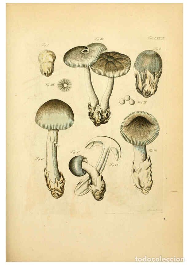Coleccionismo de Revistas y Peri&oacute;dicos: Reproducci&oacute;n/Reproduction 6257432246: Fungorum qui in Bavaria et Palatinatu circa Ratisbonam nascunt