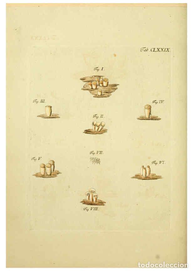 Coleccionismo de Revistas y Peri&oacute;dicos: Reproducci&oacute;n/Reproduction 6256926549: Fungorum qui in Bavaria et Palatinatu circa Ratisbonam nascunt